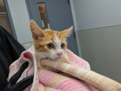 Shelter Stray Unknown Cat last seen Near Olamar Way, San Diego, CA, 92139, 5500 Gaines St, San Diego, CA 92110, USA