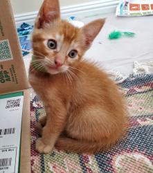 Shelter Stray Male Cat last seen Near E Douglas Avenue, El Cajon, CA, El Cajon, CA 92020, USA