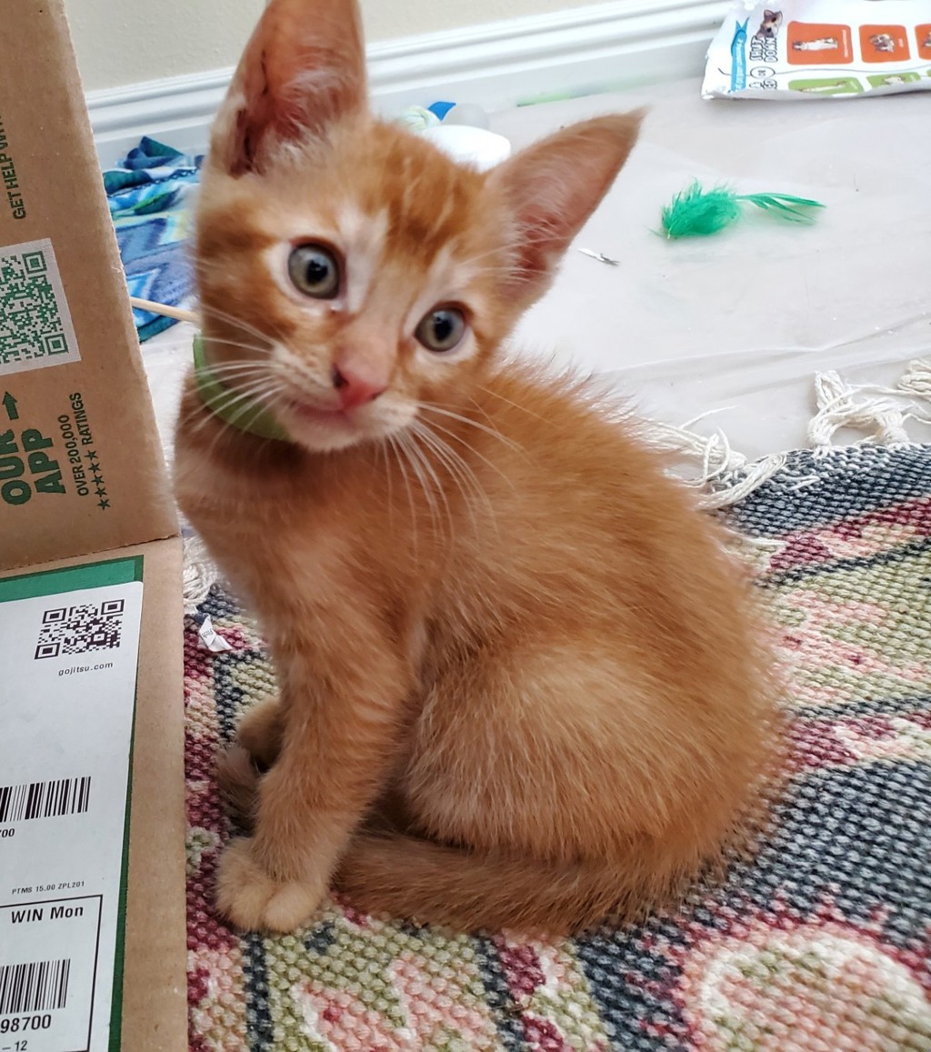 Shelter Stray Male Cat last seen Near E Douglas Avenue, El Cajon, CA, El Cajon, CA 92020, USA