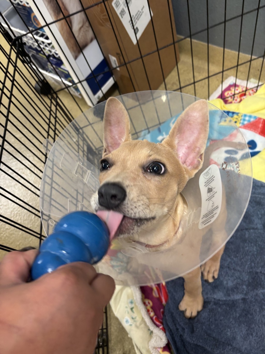 Shelter Stray Female Dog last seen Valley Center Road, Escondido, CA, 92027, Escondido, CA 92027, USA
