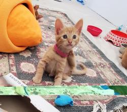 Shelter Stray Female Cat last seen Near E Douglas Avenue, El Cajon, CA, 92020, El Cajon, CA 92020, USA