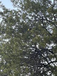 Found/Stray Unknown Bird last seen Trinity park, Fort Worth, TX 76107