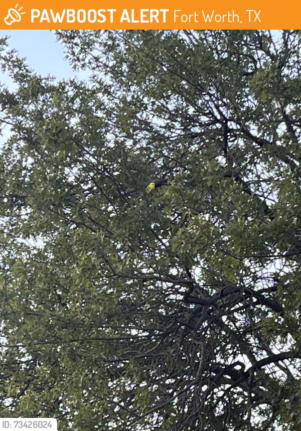 Found/Stray Unknown Bird last seen Trinity park, Fort Worth, TX 76107