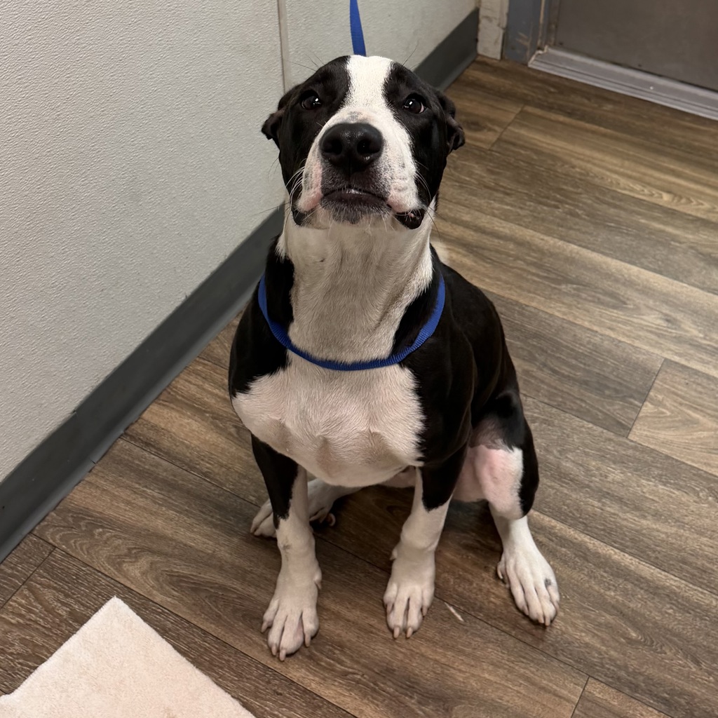 Shelter Stray Male Dog last seen Near 61st Street, San Diego, CA, 92114, 5500 Gaines St, San Diego, CA 92110, USA