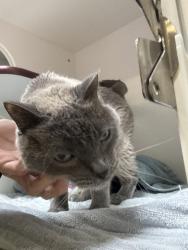 Shelter Stray Male Cat last seen Near E 4th Avenue, Escondido, CA, 92025, Escondido, CA 92027, USA