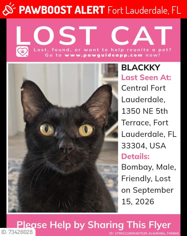 Lost Male Cat last seen Dixy H, Fort Lauderdale, FL 33304