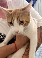 Reunited Unknown Cat last seen Ponderosa and Temple, Camarillo, CA 93010