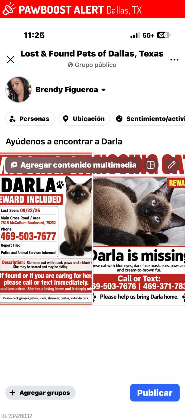 Lost Female Cat last seen Coit rd dallas, Dallas, TX 75252