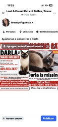 Lost Female Cat last seen Coit rd dallas, Dallas, TX 75252