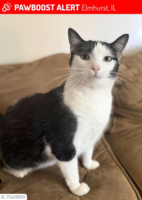 Lost Female Cat last seen Emroy and Fukketon, Elmhurst, IL 60126
