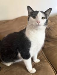 Lost Female Cat last seen Emroy and Fukketon, Elmhurst, IL 60126