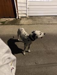 Lost Unknown Dog last seen Alley of between 51st Mozart and Francisco, Chicago, IL 60632