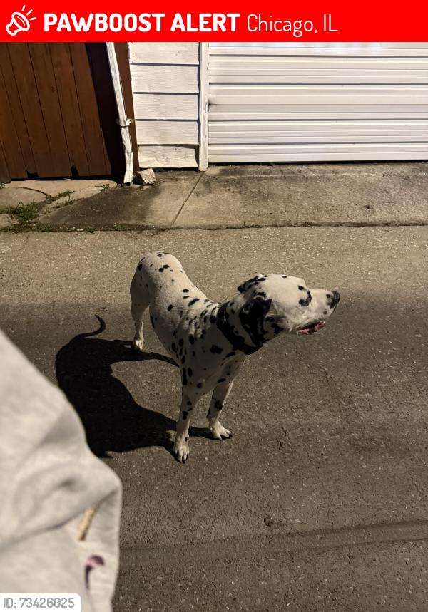 Lost Unknown Dog last seen Alley of between 51st Mozart and Francisco, Chicago, IL 60632