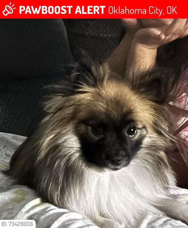 Found/Stray Female Dog last seen SW 89th and Western, Oklahoma City, OK 73139