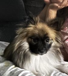 Found/Stray Female Dog last seen SW 89th and Western, Oklahoma City, OK 73139