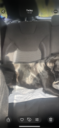 Found/Stray Male Dog last seen Greentown ave, Warren County, NC 27589