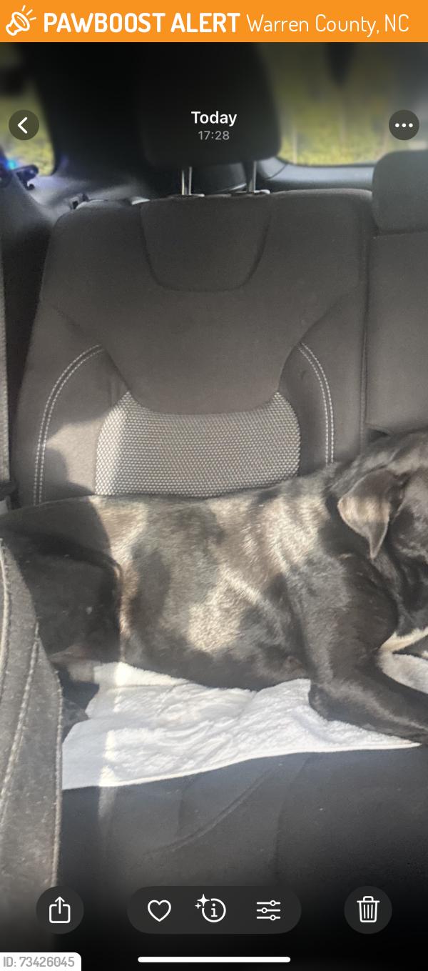 Found/Stray Male Dog last seen Greentown ave, Warren County, NC 27589