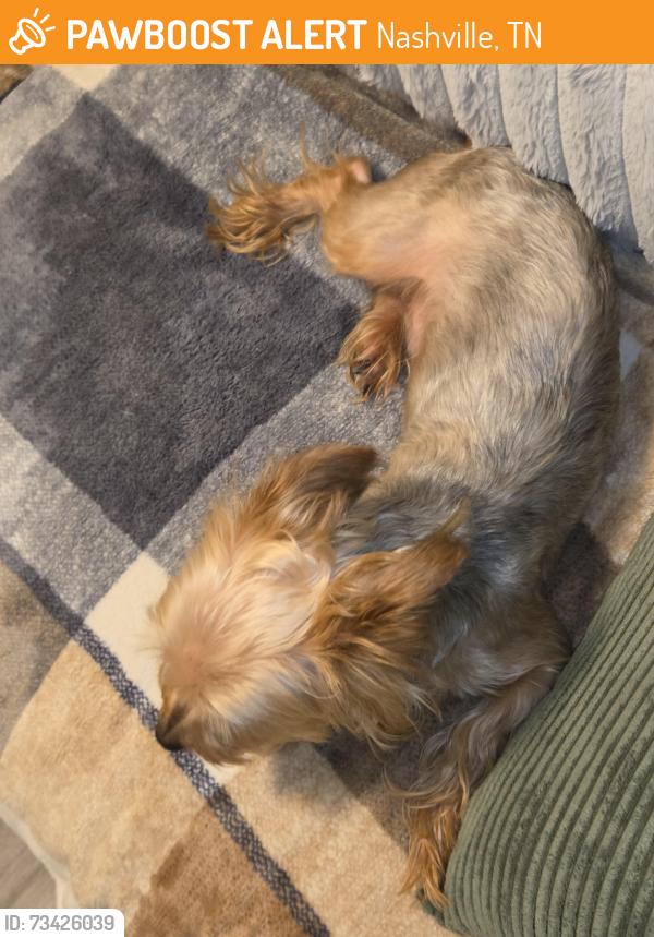 Found/Stray Male Dog last seen Bell Rd. Old Hickory, Nashville, TN 37076