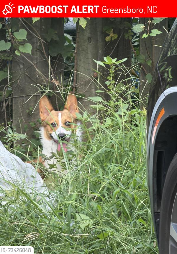 Lost Male Dog last seen Highland ave, Greensboro, NC 27403