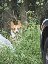 Lost Male Dog last seen Highland ave, Greensboro, NC 27403