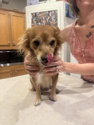 Reunited Male Dog last seen Tomahawk & Southern, Apache Junction, AZ 85119