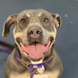 Shelter Stray Female Dog last seen , 3612 11th Ave, Los Angeles, CA 90018, USA