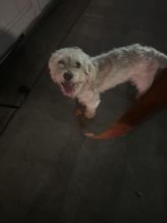 Found/Stray Unknown Dog last seen Near e 15th st, Los Angeles, CA 90021