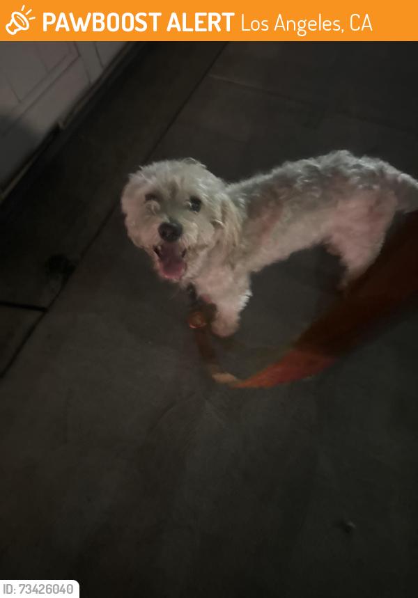Found/Stray Unknown Dog last seen Near e 15th st, Los Angeles, CA 90021
