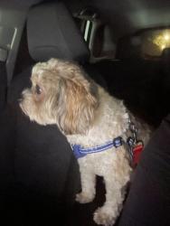 Reunited Male Dog last seen Azusa, CA 91702, USA, Azusa, CA 91702