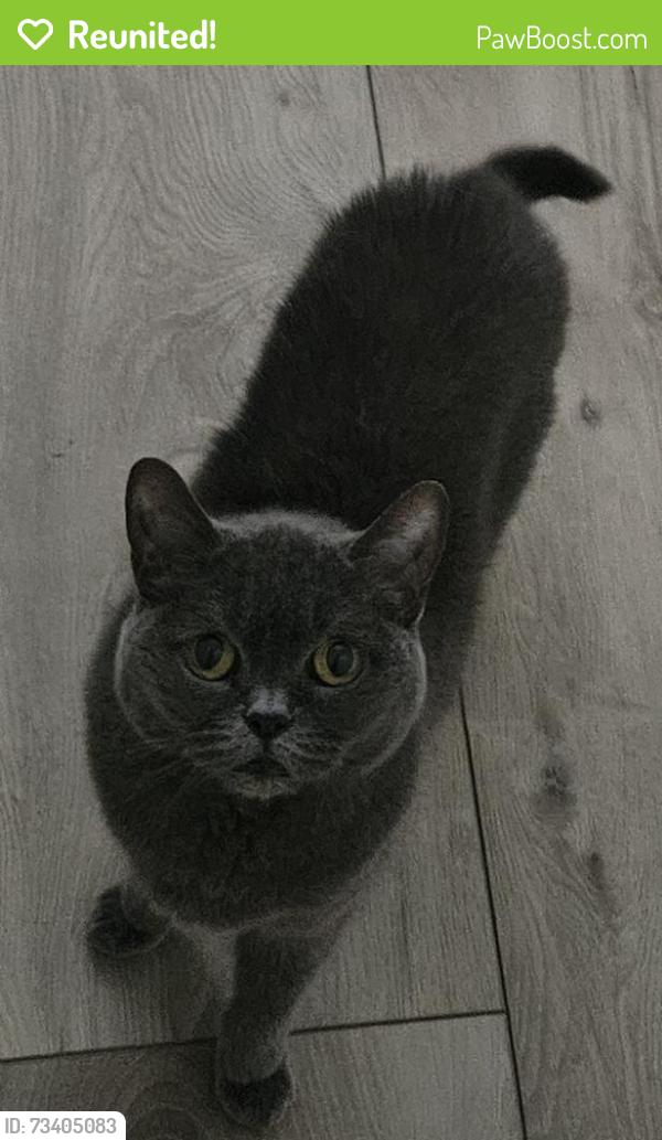 Reunited Female Cat last seen Carver St/Railroad Ave, Winter Park, FL 32789