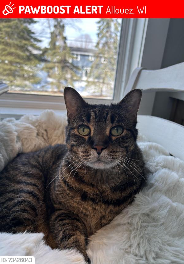 Lost Male Cat last seen Between Legion and Webster near Catholic Church, Allouez, WI 54301