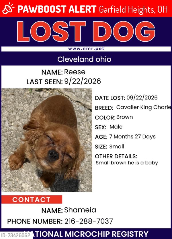 Lost Male Dog last seen Aldi, Garfield Heights, OH 44125