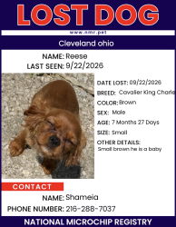 Lost Male Dog last seen Aldi, Garfield Heights, OH 44125