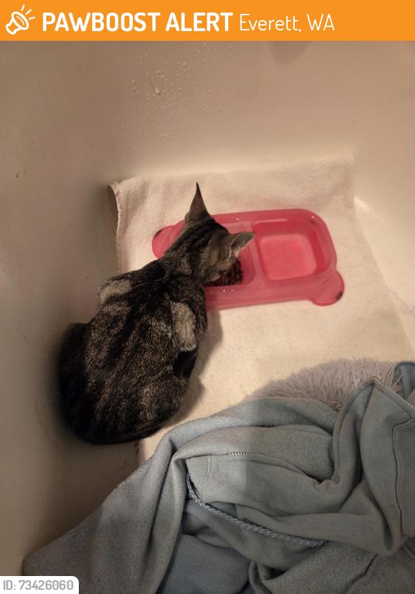 Found/Stray Unknown Cat last seen Horizon Elementary School, Everett, WA 98204