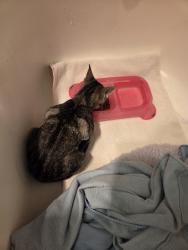 Found/Stray Unknown Cat last seen Horizon Elementary School, Everett, WA 98204