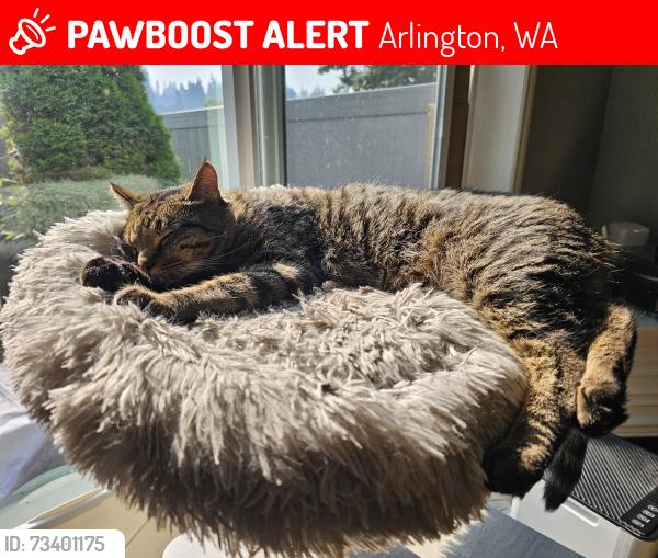 Lost Male Cat last seen Safeway, Arlington, WA 98223