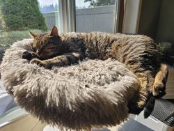 Lost Male Cat last seen Safeway, Arlington, WA 98223