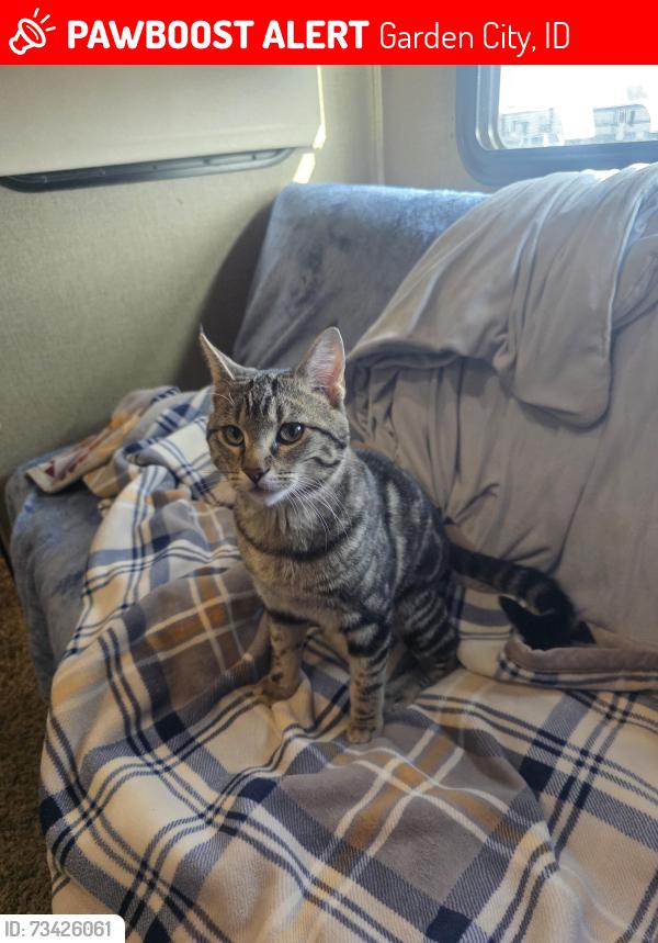 Lost Male Cat last seen Riverside RV Park, Garden City, ID 83704