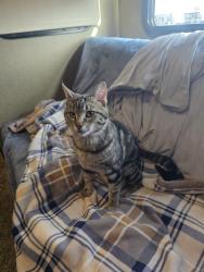 Lost Male Cat last seen Riverside RV Park, Garden City, ID 83704