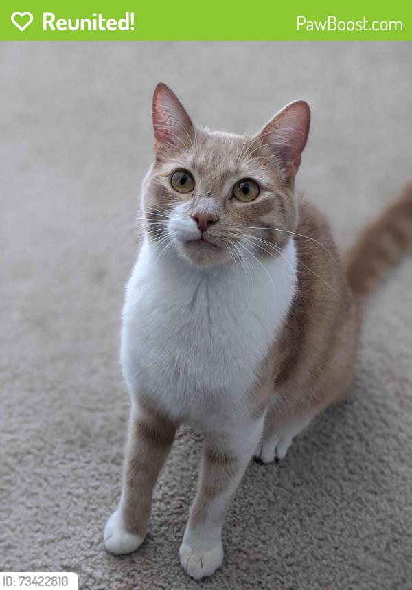 Reunited Male Cat last seen 13th and M St NW in Washington DC, Washington, DC 20005