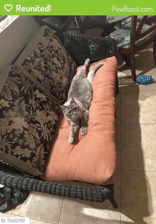 Reunited Female Cat last seen Circle K on Skyline by Neighboorhood Road Walmart, Cape Coral, FL 33991