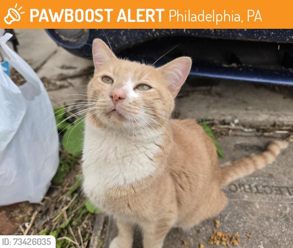 Found/Stray Male Cat last seen Near 41st St and Haverford Ave, Philadelphia, PA 19104