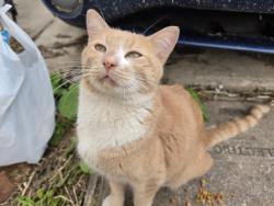 Found/Stray Male Cat last seen Near 41st St and Haverford Ave, Philadelphia, PA 19104