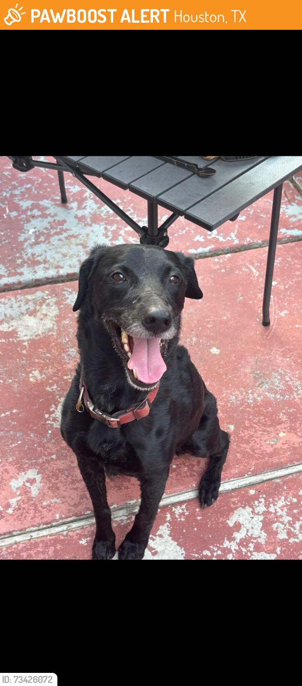 Found/Stray Male Dog last seen Hammerly, Houston, TX 77043