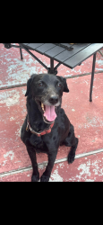 Found/Stray Male Dog last seen Hammerly, Houston, TX 77043