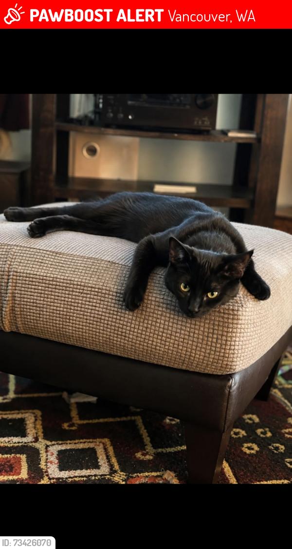 Lost Male Cat last seen 56th ave and 49th st, Vancouver, WA 98661
