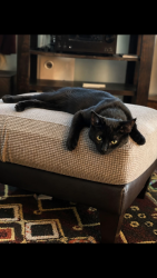 Lost Male Cat last seen 56th ave and 49th st, Vancouver, WA 98661