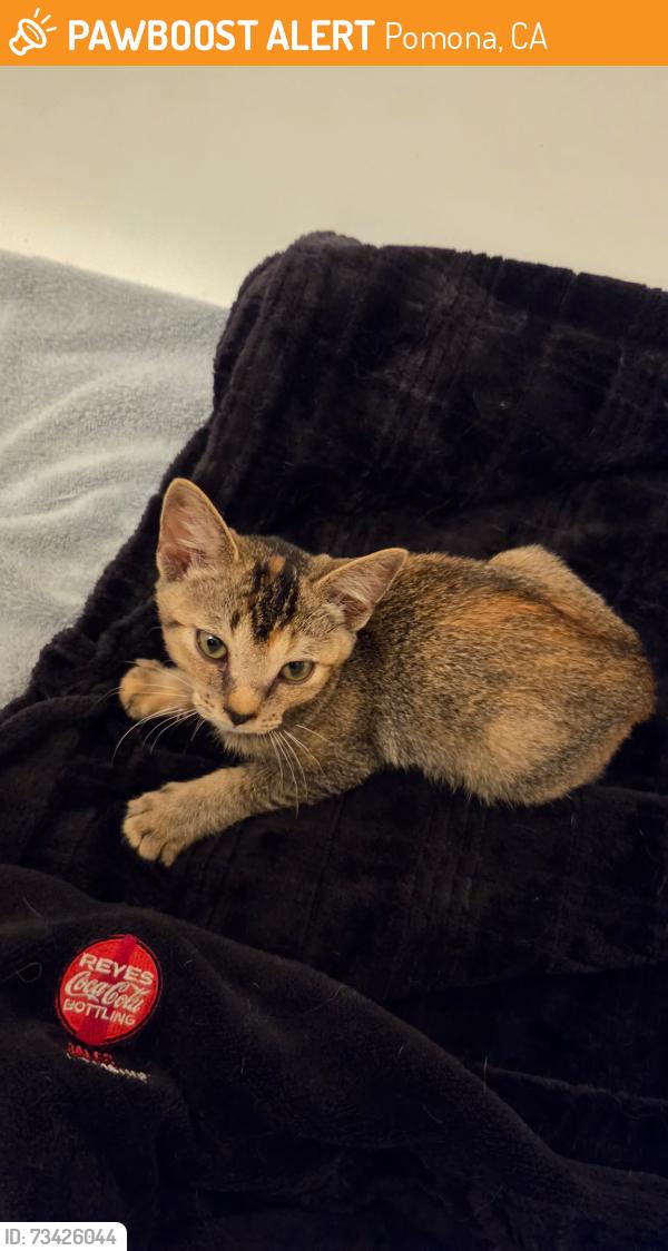 Found/Stray Female Cat last seen Canterbury ave, Pomona, CA 91768