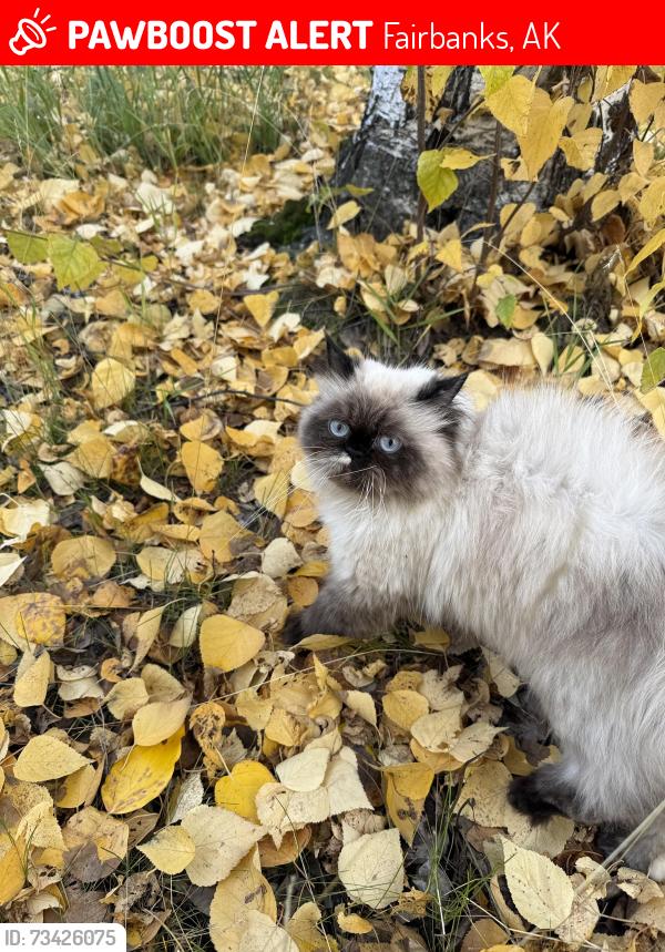 Lost Female Cat last seen Minnie Street, Fairbanks, AK 99701