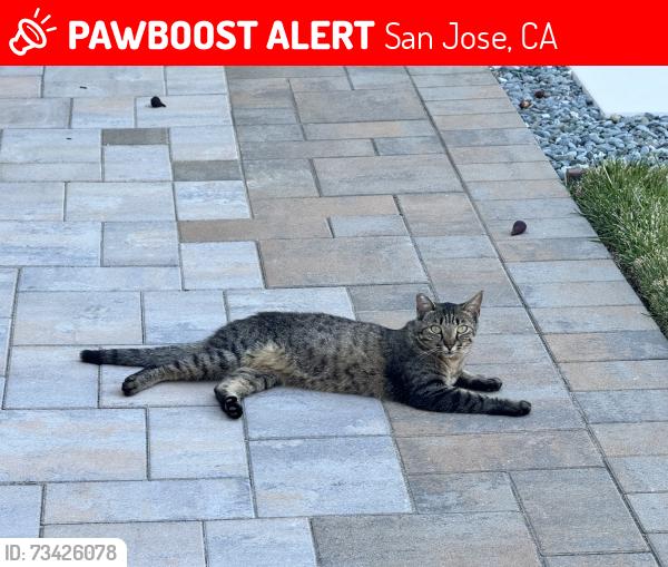 Lost Female Cat last seen John Muir Elementary School, San Jose, CA 95129